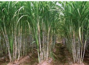 Effect of Nutrition Management, Row Spacing and Earthing Up on Lodging, Cane Yield and Quality of Spring Planted Sugarcane