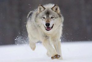 The Gray Wolf Facts
