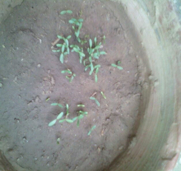 The Effects Of Salinity On The Germination, Root Height, Stem And Planet Height