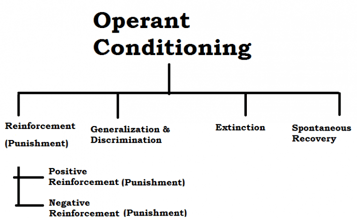 Operant Conditioning in Psychology