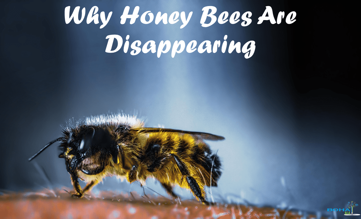 Why Honey Bees Are Disappearing